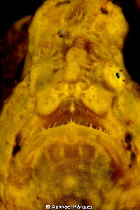 Frogfish Portrait by Abimael Márquez 